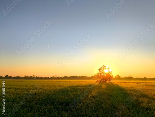 Silhouette of rice field with sun rise,  Chiangmai province  Thailand.
