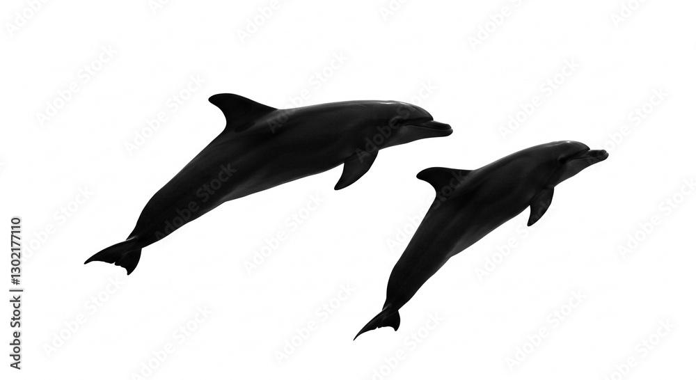 Obraz premium Two Bottlenose Dolphins Leaping Black Silhouette Ocean Wildlife Marine Mammals Aquatic Life