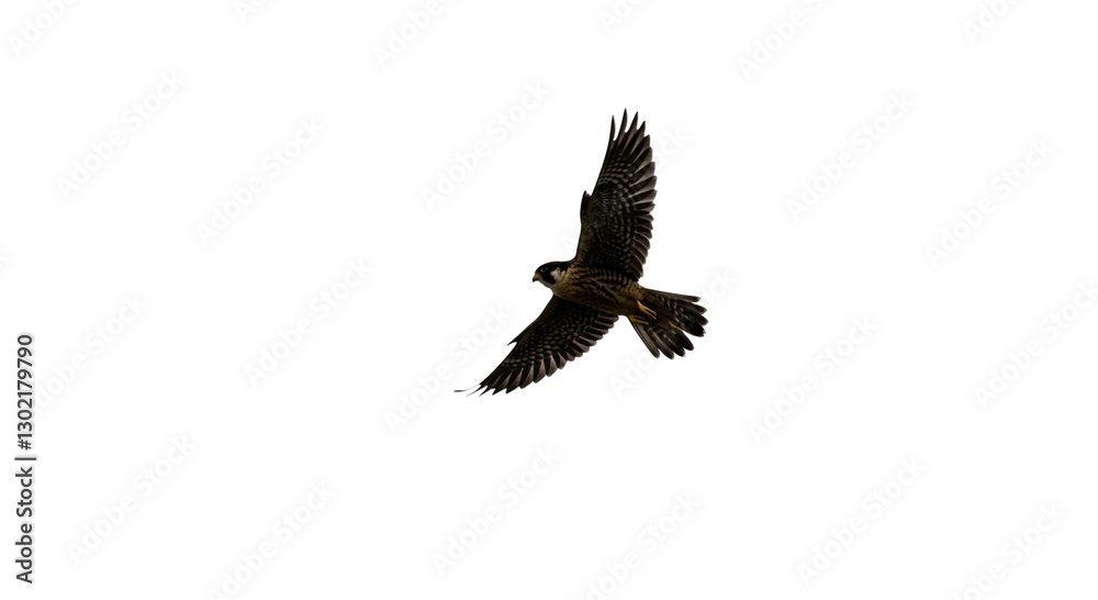Majestic American Kestrel in Flight Isolated on White Background Wildlife Photography Majestic American Kestrel in Flight Isolated on White Background Wildlife Photography