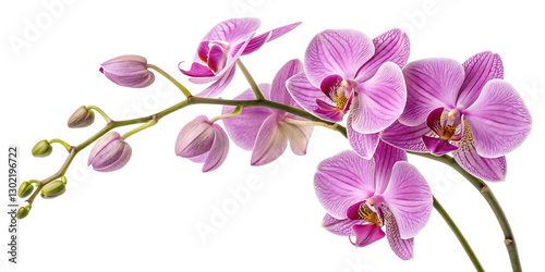 Isolated vibrant purple tropical orchid flowers on white. photo