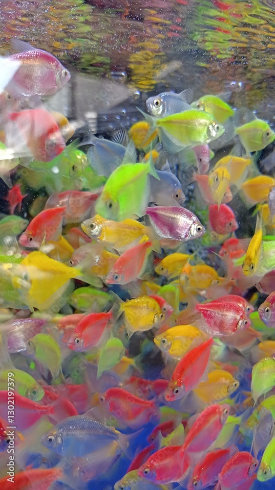 Fototapeta premium fish in the water