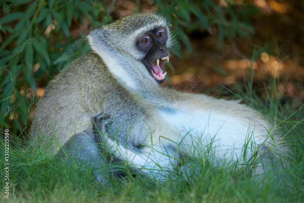 Obraz premium Vervet monkey (Chlorocebus pygerythrus) at Augrabies Falls National Park, Northern Cape. South Africa.