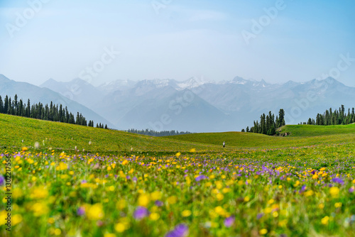 Fototapeta Naklejka Na Ścianę i Meble -  Beautiful Scenery landscape with colorful flowers and snow mountain in Kalajun grassland of Xinjiang in summer