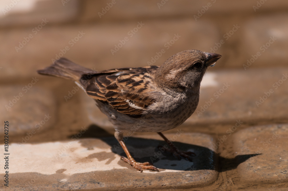 Telephoto of an House Sparrow -Passer domesticus- in Istanbul. Telephoto of an House Sparrow -Passer domesticus- in Istanbul.