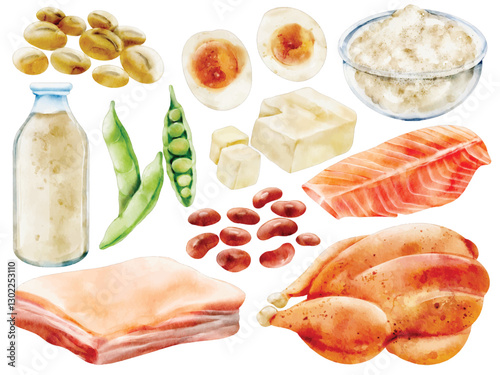 Watercolor High-Protein Food Illustration Set - Hand-Painted, Realistic, Nutritional Ingredients - Chicken, Salmon, Pork, Eggs, Tofu, Beans, Soybeans, Milk, Vector Illustration