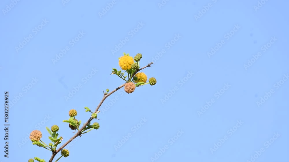 Vachellia nilotica flowers. Its other names gum arabic tree, babul, thorn mimosa, Egyptian acacia and thorny acacia. This is a tree in the family Fabaceae. Yellow Wildflower.
Vachellia nilotica flowers. Its other names gum arabic tree, babul, thorn mimosa, Egyptian acacia and thorny acacia. This is a tree in the family Fabaceae. Yellow Wildflower.