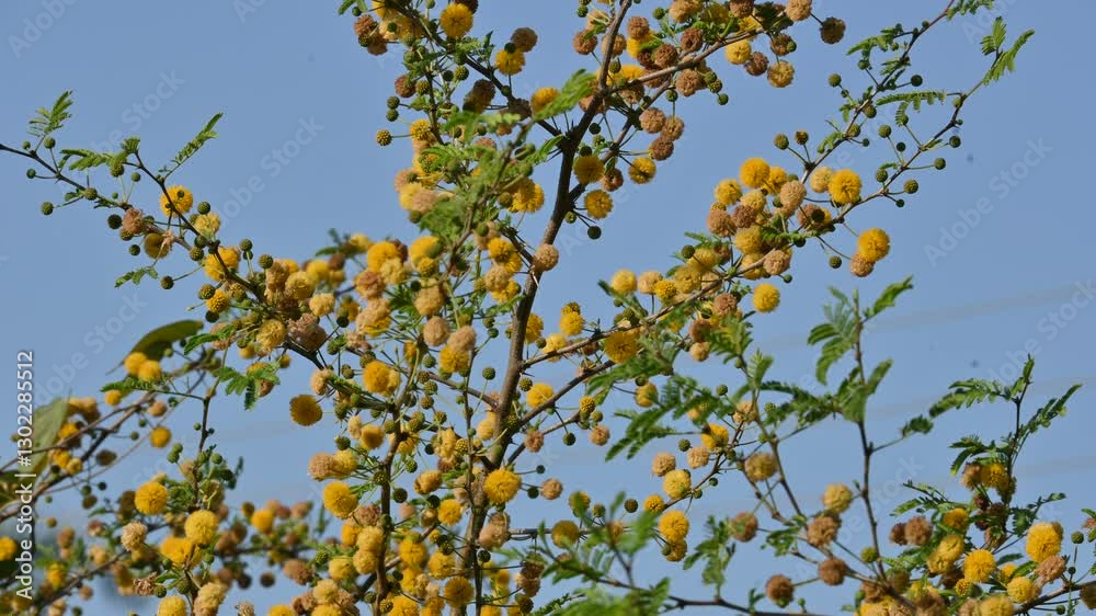 Vachellia nilotica flowers. Its other names gum arabic tree, babul, thorn mimosa, Egyptian acacia and thorny acacia. This is a tree in the family Fabaceae. Yellow Wildflower.
Vachellia nilotica flowers. Its other names gum arabic tree, babul, thorn mimosa, Egyptian acacia and thorny acacia. This is a tree in the family Fabaceae. Yellow Wildflower.