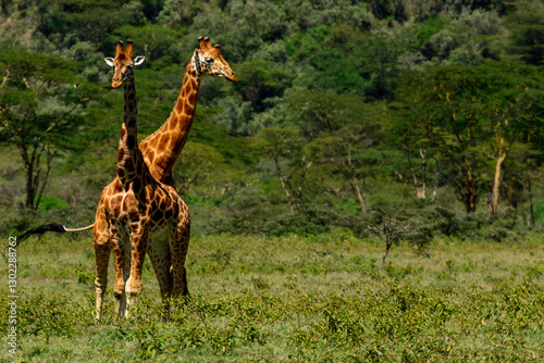Rothschild's giraffe, Baringo giraffe or Ugandan giraffe (Giraffa camelopardalis rothschildi). One of the most endangered giraffe species, they have 3 ossicones  (horns). Lake Nakuru. Nakuru. Kenya. photo