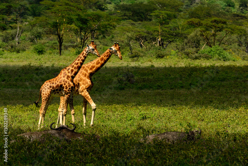 Rothschild's giraffe, Baringo giraffe or Ugandan giraffe (Giraffa camelopardalis rothschildi). One of the most endangered giraffe species, they have 3 ossicones  (horns). Lake Nakuru. Nakuru. Kenya. photo