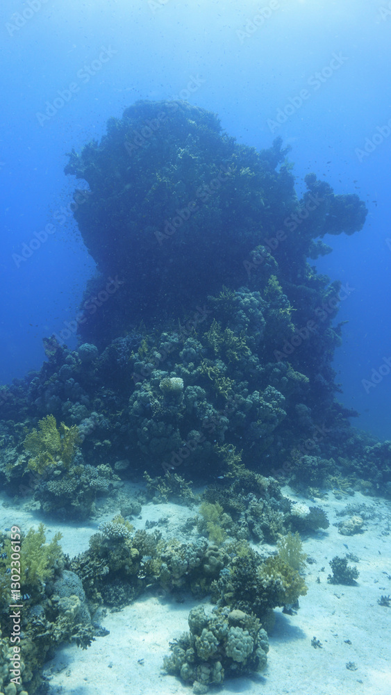 Fototapeta premium Underwater photograpby of a beautiful coral reef landscape and scenery. From a scuba dive in the deep south of Egypt near the Sudan border. 