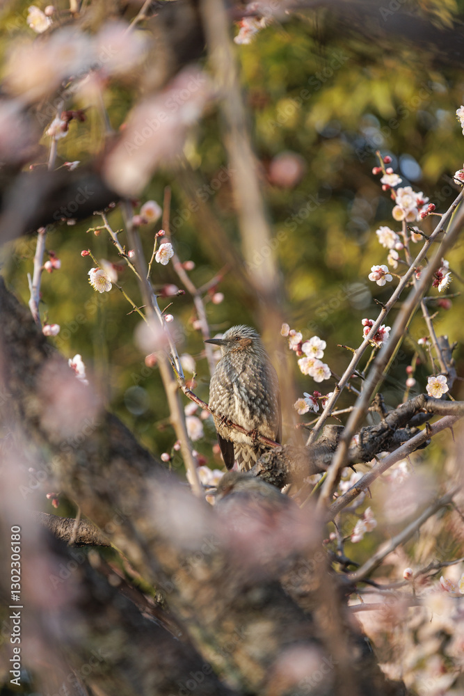 A Brown-eared bulbul grasps onto small twig of a blooming plum tree - It rests, hidden among the tree's soft pink hued, early spring flowers. Vertical portrait orientation. A Brown-eared bulbul grasps onto small twig of a blooming plum tree - It rests, hidden among the tree's soft pink hued, early spring flowers. Vertical portrait orientation.