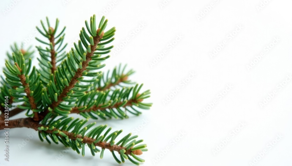 a few sprigs of fir with intricate branching on white background, tree, twiggy a few sprigs of fir with intricate branching on white background, tree, twiggy