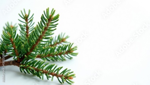 a few sprigs of fir with intricate branching on white background, tree, twiggy
