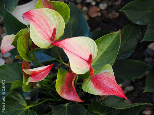 Pink and white Anthurium andreanum flower with a red spadix,