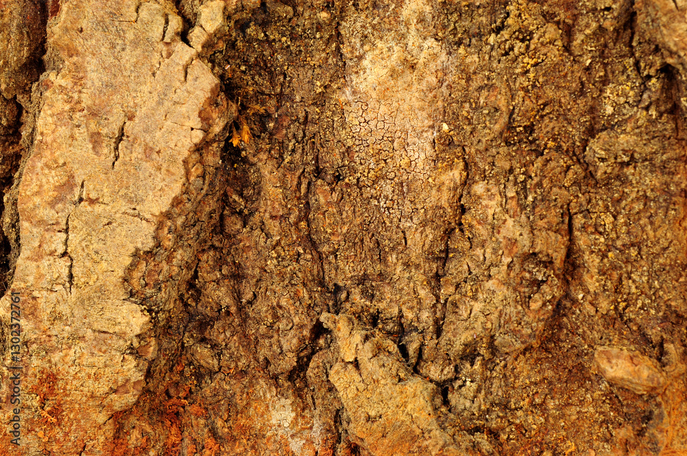 Natural rough tree trunk bark surface textured background detail Natural rough tree trunk bark surface textured background detail