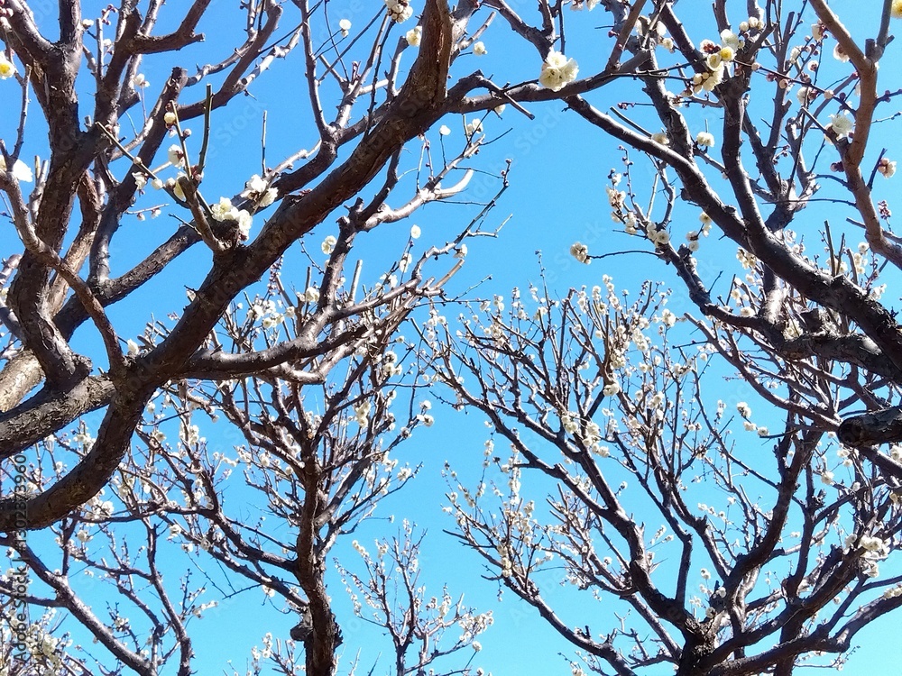 早春の咲き始めた白梅と青空 早春の咲き始めた白梅と青空