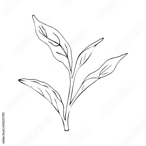  Sketch of herb. A simple drawing of green tea, a vector image good for use in card and package design