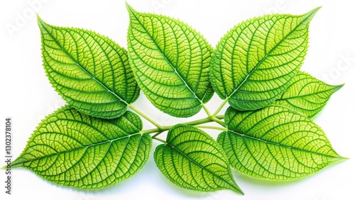 A vibrant bunch of green leaves with delicate veins, isolated on a white background, vegetables, nature