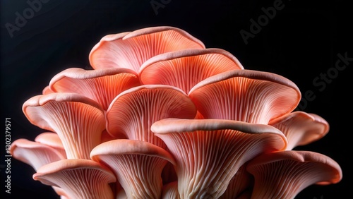 Close-up of pink oyster mushrooms on a black background, mycology, close-up,  mycology