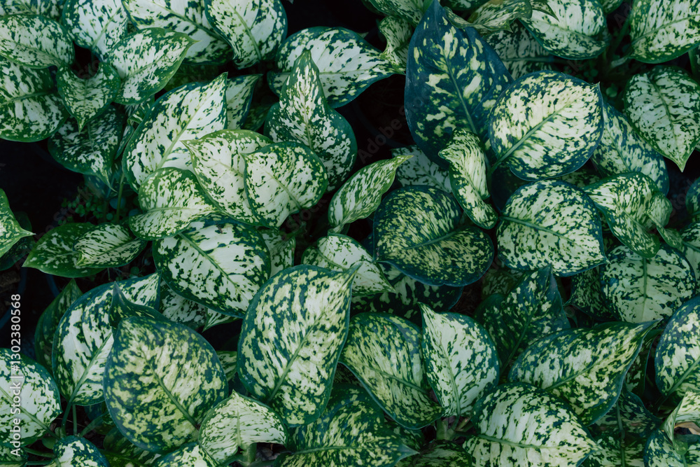 Obraz premium Tropical plants in a local market