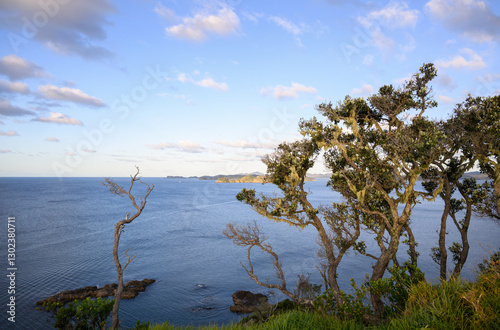 Obraz na płótnie Pohutukawa trees at Tapeka Point. Russell. Bay of Islands. New Zealand. w salonie