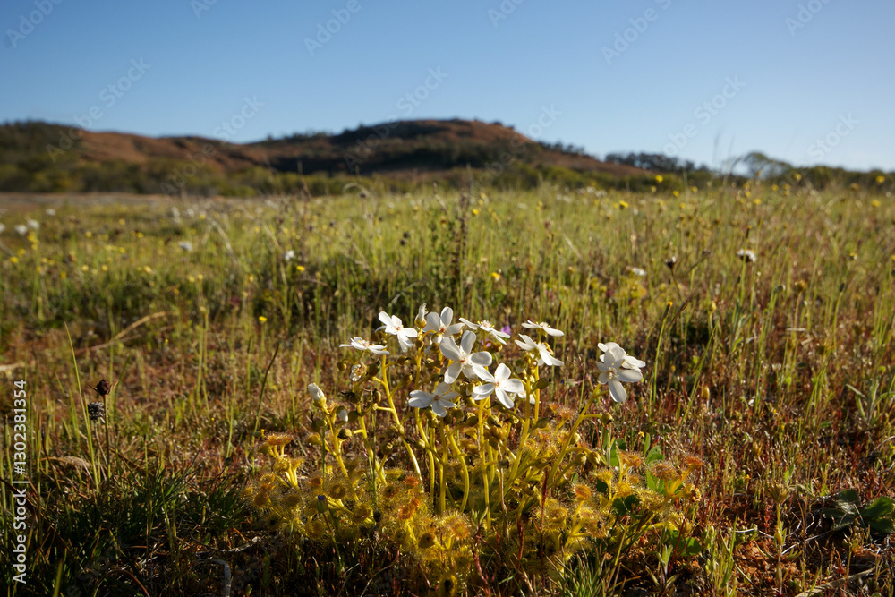 Φωτογραφία Flowering plants of the carnivorous sundew Drosera rupicola in natural habitat,