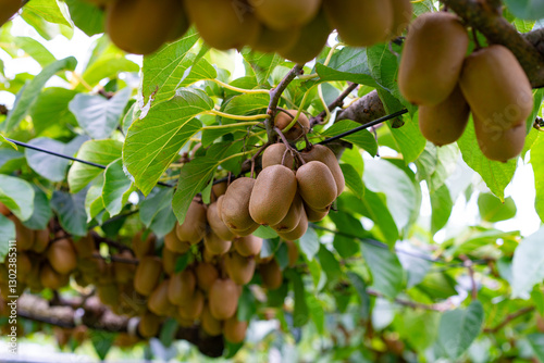 Fototapeta Naklejka Na Ścianę i Meble -  Kiwi fruits on tree in a orchard