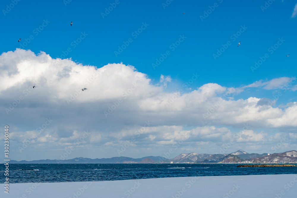 Obraz premium 冬、雪が積もったビーチに舞うウミネコ。青森、合浦公園