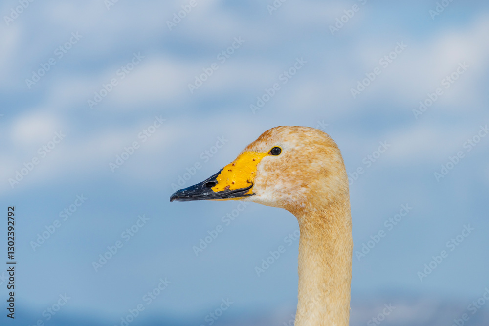 白鳥の幼鳥の首。青森、合浦公園