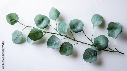  Eucalyptus branch with soft, muted green leaves. A delicate sprig stretches diagonally, its small round leaves displaying a gradient of green hues.