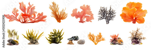 Ocean seaweeds, aquarium decorations. Corals, sea algae and clam in modern set, kept on white or transparent background