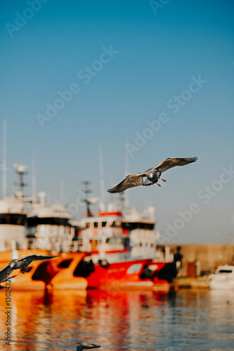 Seagull Flying Over Scenic Landscape