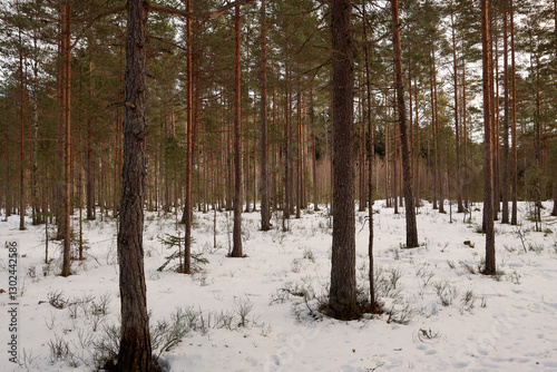 Obraz na płótnie Winter