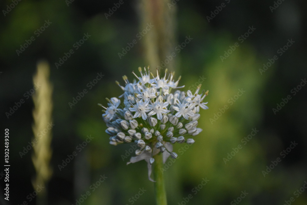 Ornamental Allium Blooming in a Summer Garden Ornamental Allium Blooming in a Summer Garden