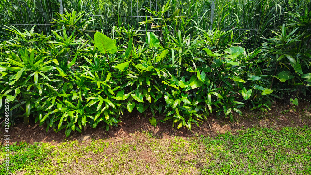 Obraz premium Lush Green Foliage of Tropical Palm and Broadleaf Plants