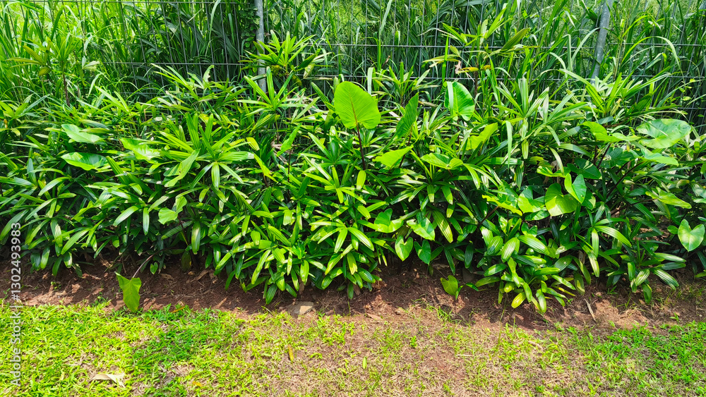 Naklejka premium Lush Green Foliage of Tropical Palm and Broadleaf Plants
