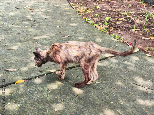 Photography Sick stray cat in the park