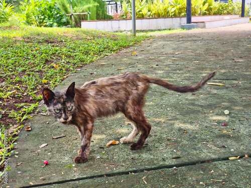 Photography Sick stray cat in the park