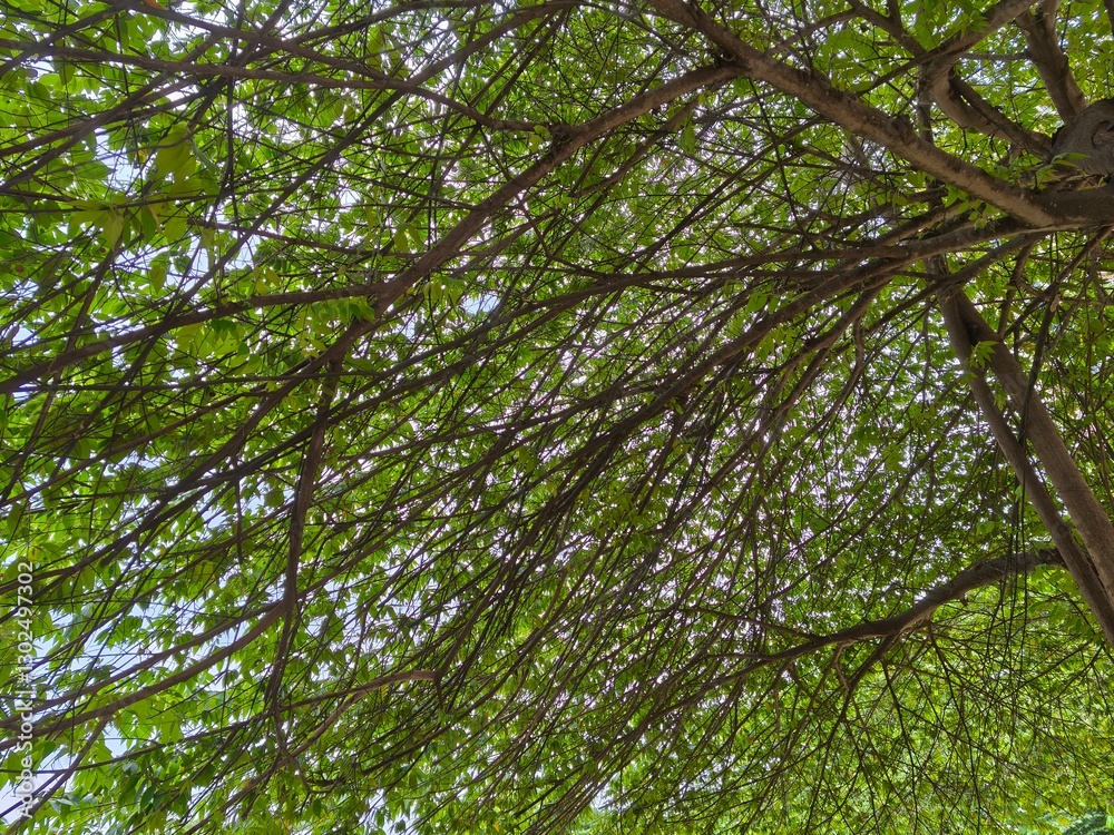 Fototapeta premium Graceful Branches: Nature’s Living Architecture