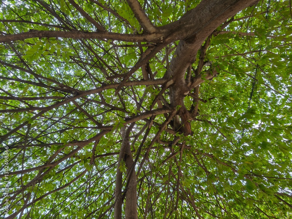 Fototapeta premium Lush Green Canopy: A Tranquil View from Below