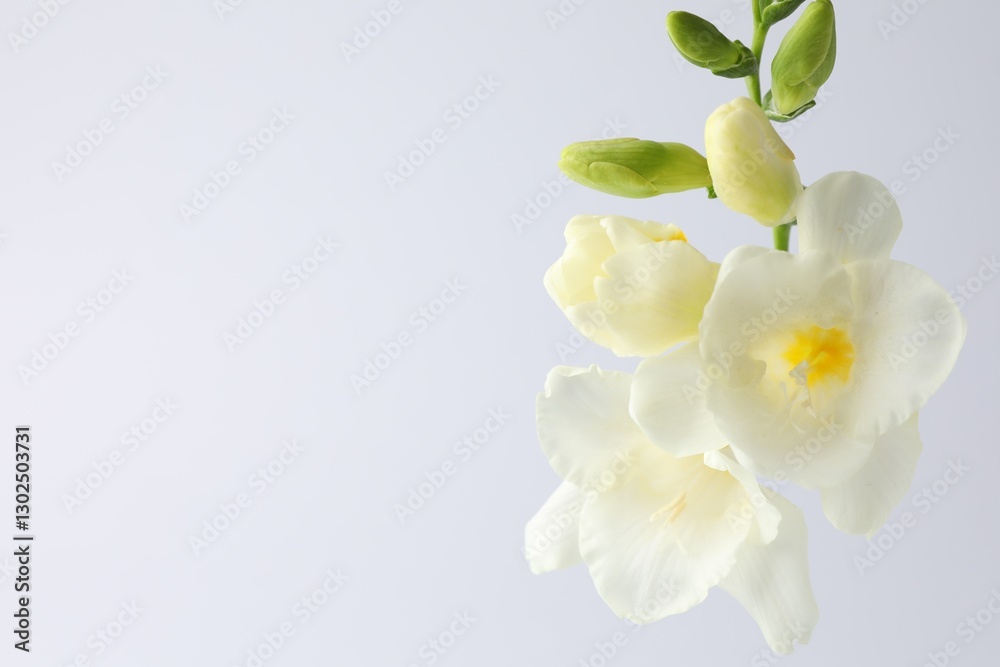 Fototapeta premium Beautiful freesia flowers on white background, closeup. Space for text