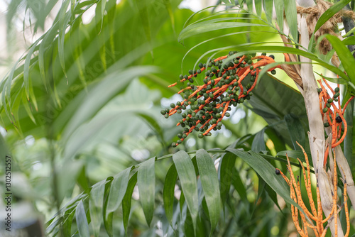 Close-up photo of green pacaya palm (Chamaedorea tepejilote) fruit growing. photo