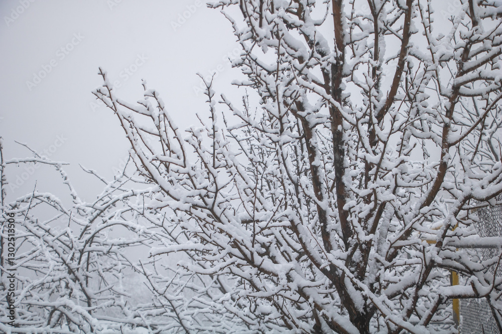 Snow-covered tree branches against the sky, a winter scene, snow-covered garden trees, a winter wonderland Snow-covered tree branches against the sky, a winter scene, snow-covered garden trees, a winter wonderland