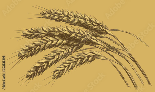 Vintage Wheat Ears Sketch in Engraving Style Vector Illustration for Cereal Crop Design