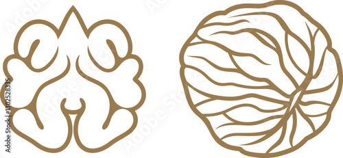 Walnut outline. Isolated walnut on white background