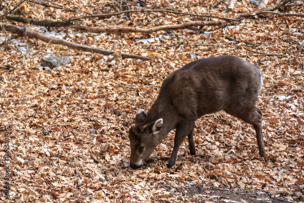 Wild deer in winter forest, Jiuzhaigou, China