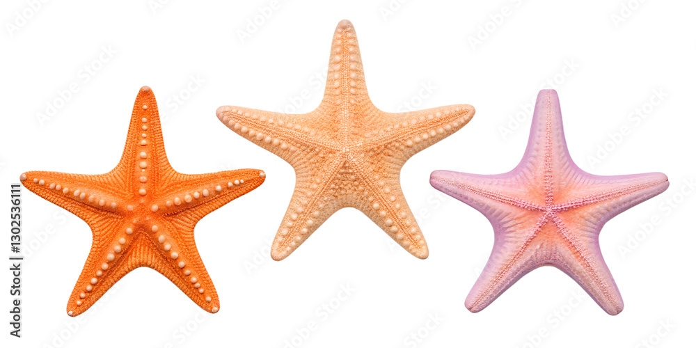 Three Different Style Starfish on White, Beautiful Starfish on White Beach, Ocean Starfish on White Background, PNG Transparent Three Different Style Starfish on White, Beautiful Starfish on White Beach, Ocean Starfish on White Background, PNG Transparent