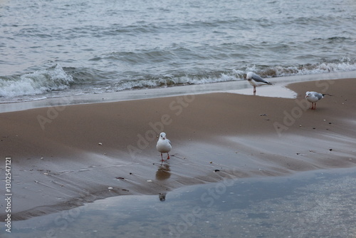 seagull on a beach