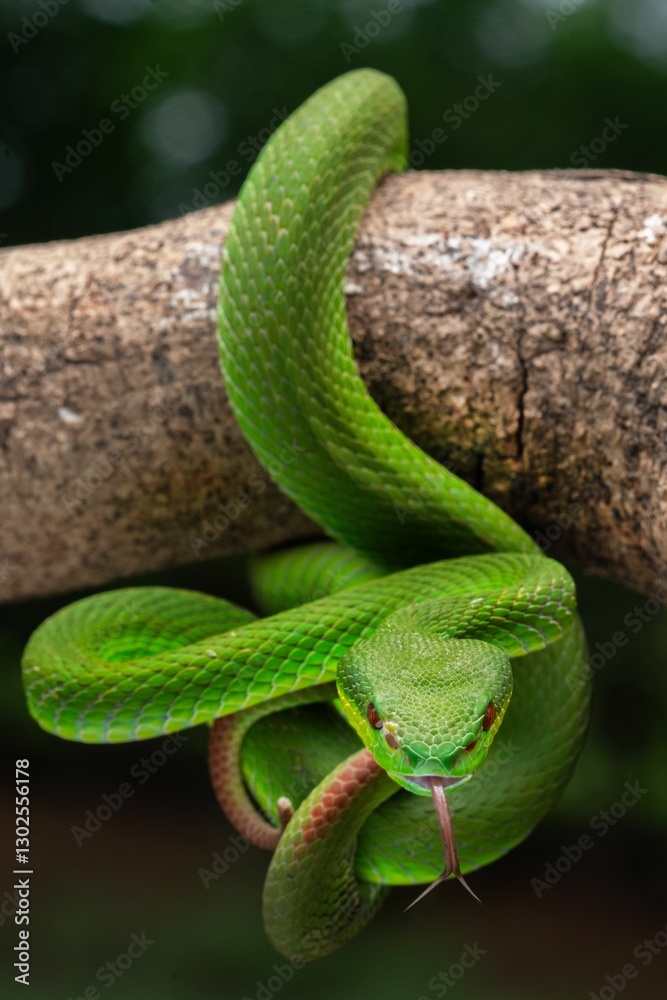 Obraz premium Close-up of a vibrant green, white lipped pit viper with its tongue out on a branch