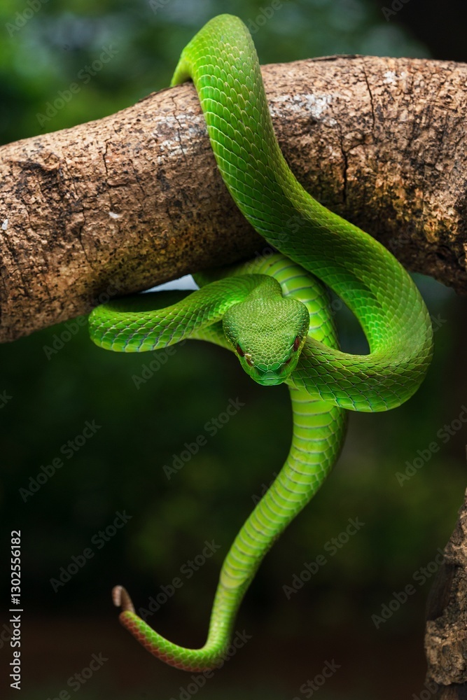 Obraz premium Close-up of a vibrant green, white lipped pit viper with its tongue out on a branch